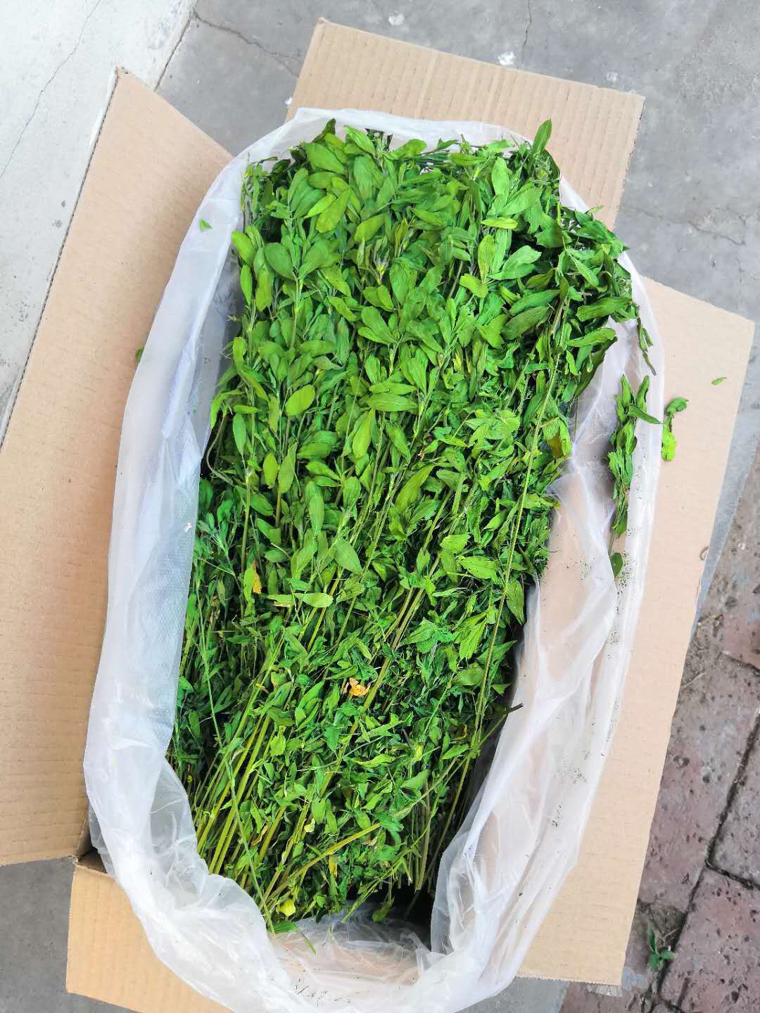 Drying Alfalfa Hay, Alfalfa, Pasture, Rabbit Grass, Rabbit Feed, Rabbit Food