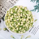 Factory wholesale Guangxi Hengxian jasmine dried bulk 500g new jasmine tea edible jasmine dried