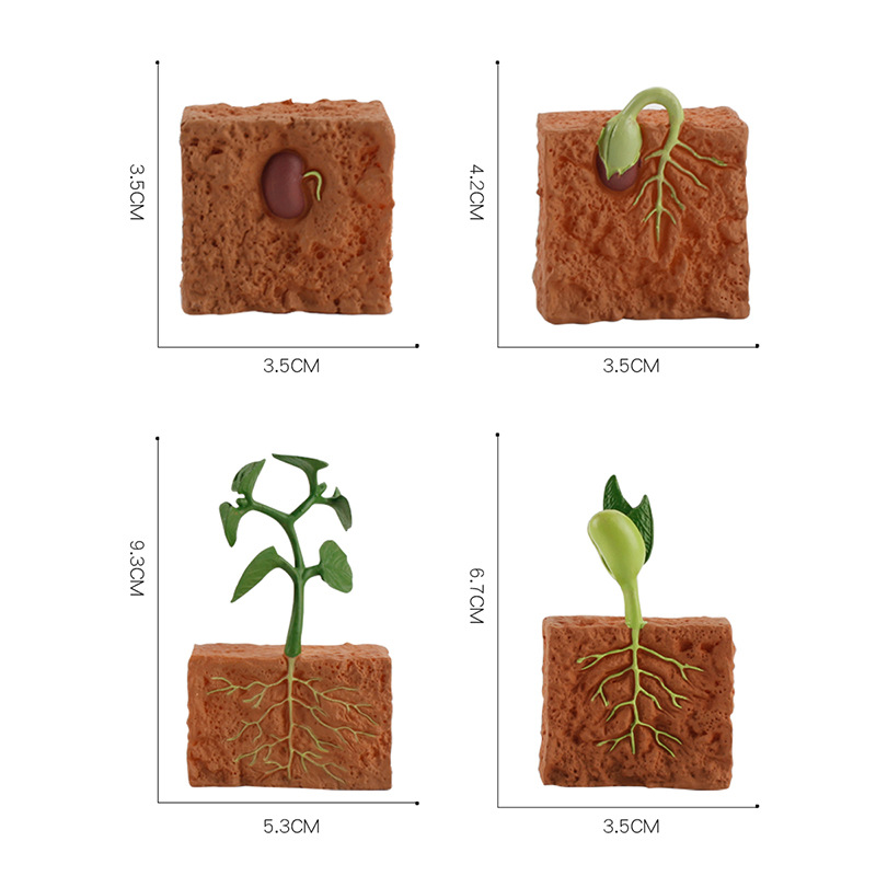 创意儿童科教认知植物生长周期模型种子发芽成苗过程实心静态摆件