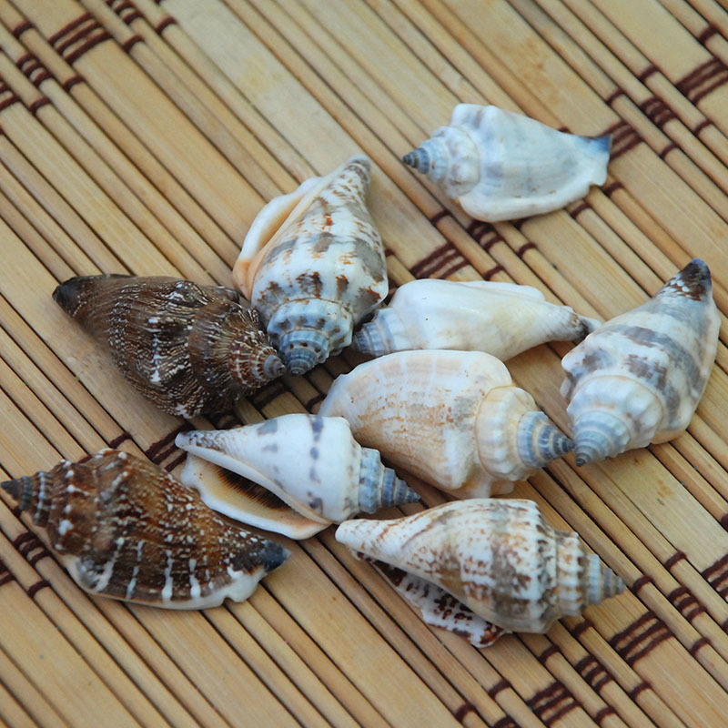 Black conch 3-5cm conch shell wedding platform decoration fish tank landscaping DIY accessories kindergarten materials