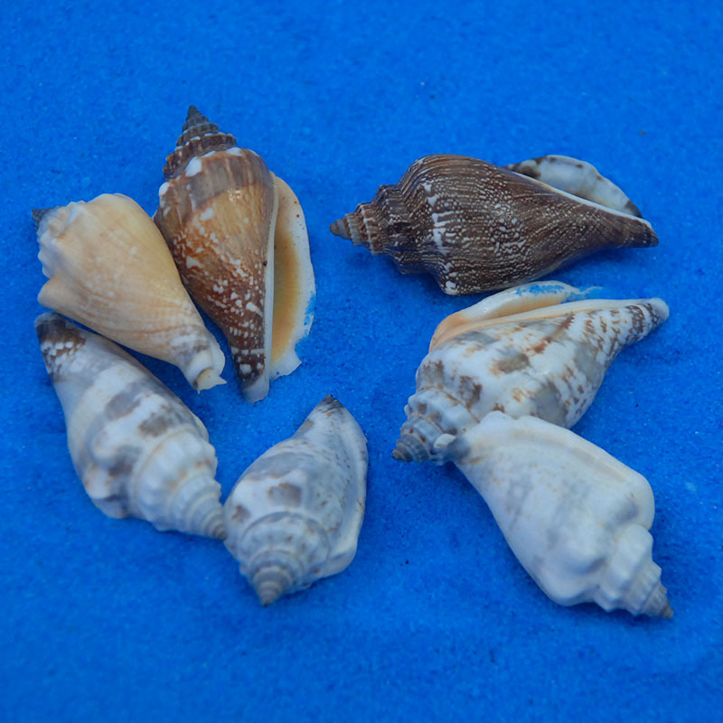 Black conch 3-5cm conch shell wedding platform decoration fish tank landscaping DIY accessories kindergarten materials