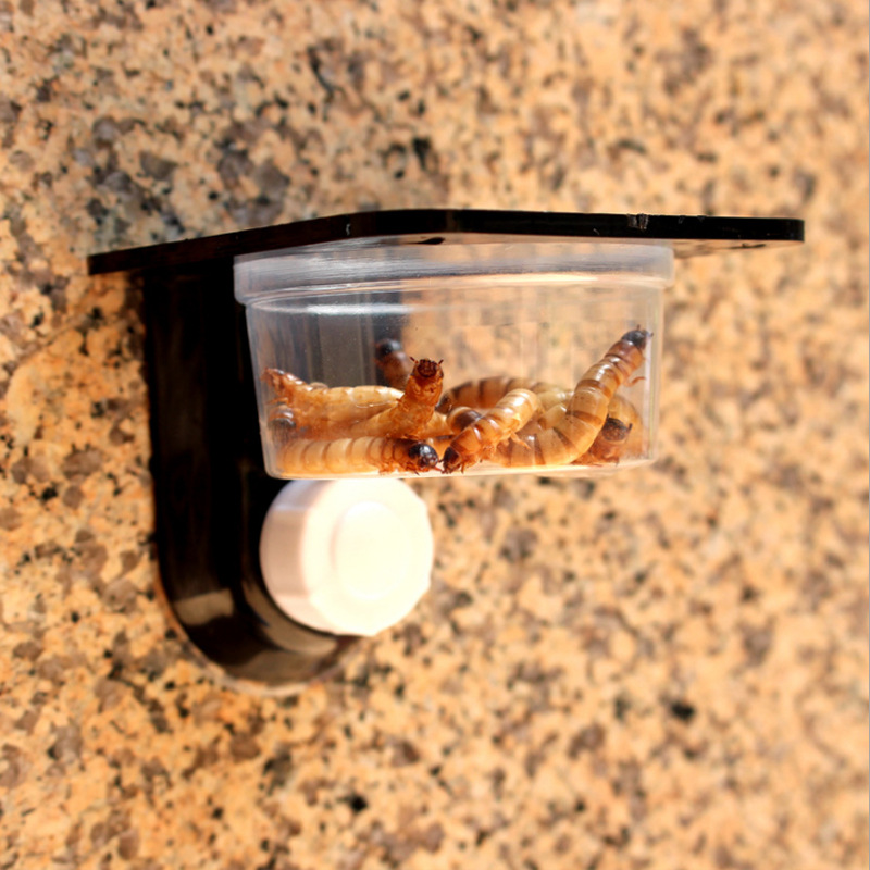 Reptile Dual-purpose Water Basin Food Basin Ciliary Horn Shougong Feeding Table Beetle Jelly Table Green Hyena Basin Spider Bread Worm Basin