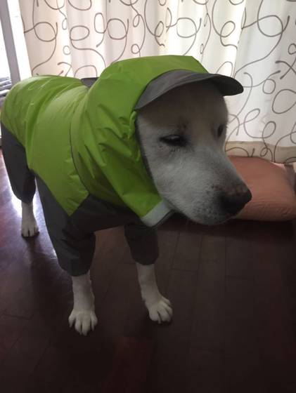 Pet raincoat medium and large dog golden retriever Samo Alaska waterproof four-legged raincoat dog hooded raincoat