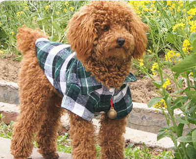 Pet Plaid Shirt Dog Clothes Summer Thin Breathable Puppy Clothing Bixie Small Dog T-Shirt Cat Clothes