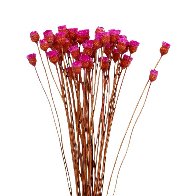 ハッピーフラワーブラジルのドライブーケ家庭装飾真花diy生け花永生花卸売り撮影道具ハッピーフラワー|undefined