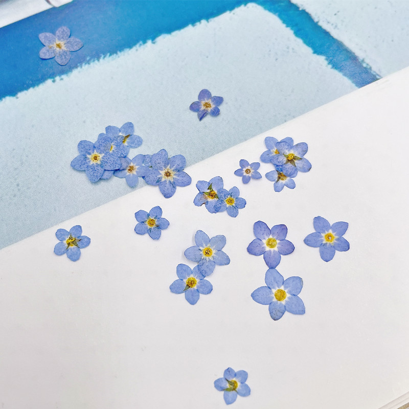 Mini Forget-Me-Not True Dried Flower Embroider Bag Plant Specimen ins Popular Nail Art Drop Glue Jewelry Flower DIY Material