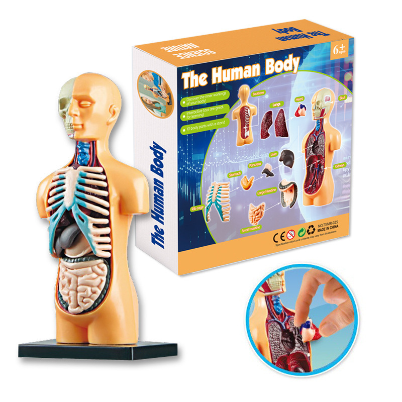 Early education Human body toy skeleton model set steam science education primary and secondary school students DIY assembled handmade toys