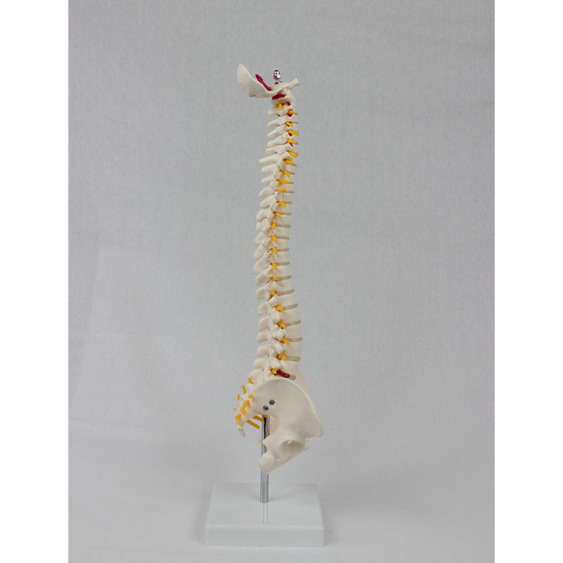 Medium Spine with Pelvis (Vertical) Model Human Skeleton Model Spine Model