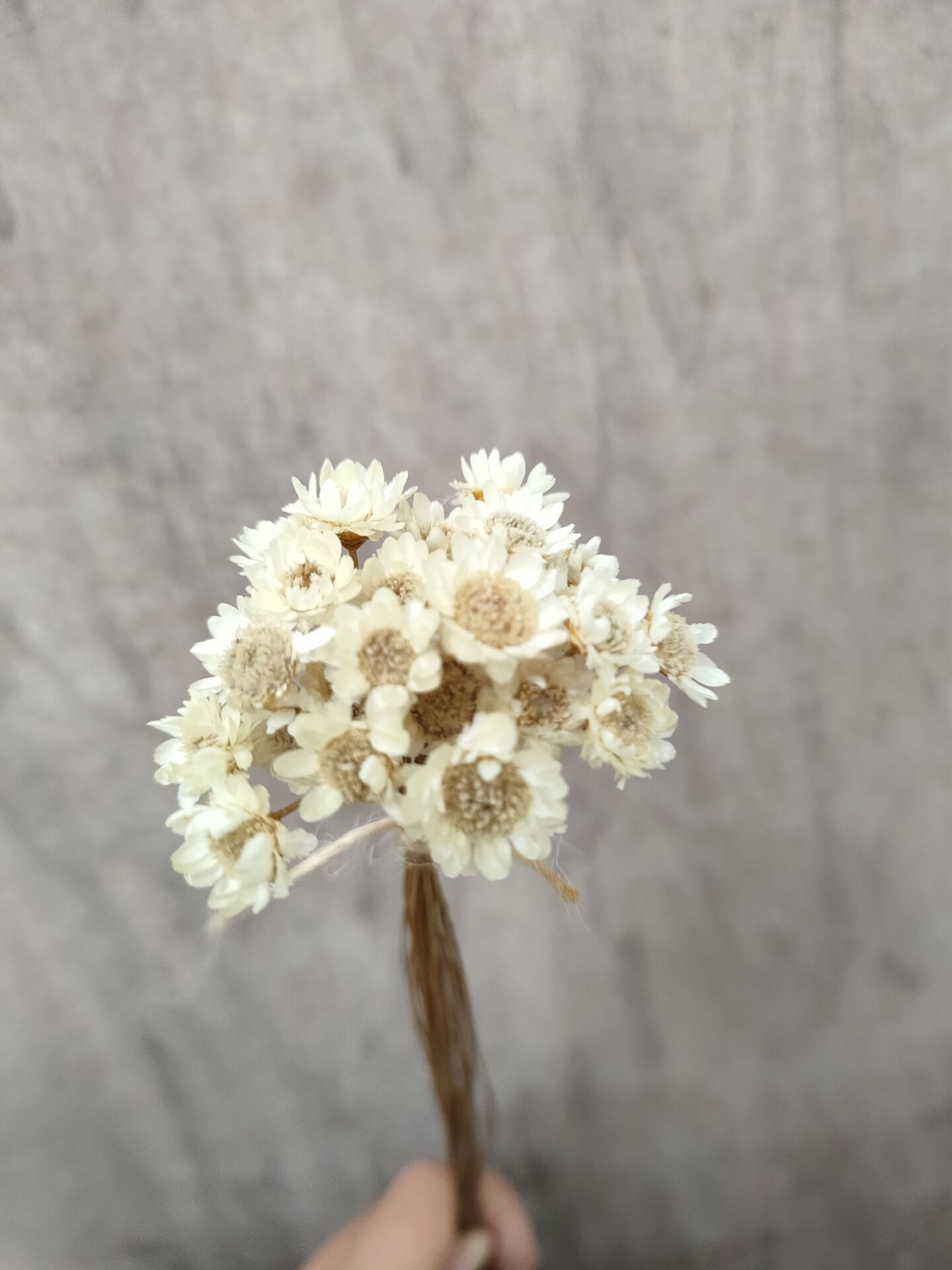 Amazon Star Flower Dried Flower Star Chrysanthemum Floating Flower Jelly Lipstick Aromatherapy Candle Handmade Soap White Art