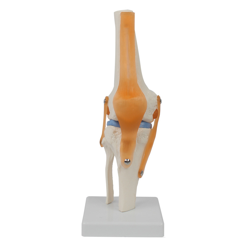 Functional Knee Joint Model with Flexible Cruciate Ligament Meniscus Flexible Knee Joint Bone Model