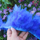 No. 21 Blue