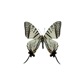 Sword Phoenix Butterfly