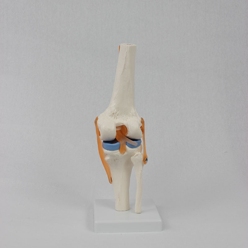 Functional Knee Joint Model with Flexible Cruciate Ligament Meniscus Flexible Knee Joint Bone Model