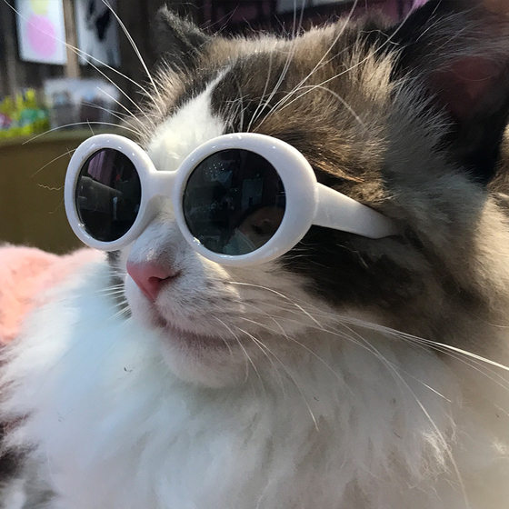 Pet sunglasses cat model fashion love glasses sunglasses dog beach beach photo sunglasses wholesale