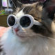 Pet sunglasses cat model fashion love glasses sunglasses dog beach beach photo sunglasses wholesale