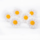 White Daisy