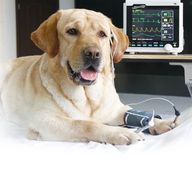 Kangtai universal veterinary ECG machine nickel plated limb clip ECG limb sandwich electrode clip factory wholesale