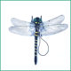 Export to Japan Outdoor Mosquito Repellent Simulation Dragonfly Model Mosquito Repellent Artifact Cross-border Toy-Wing Length 12%