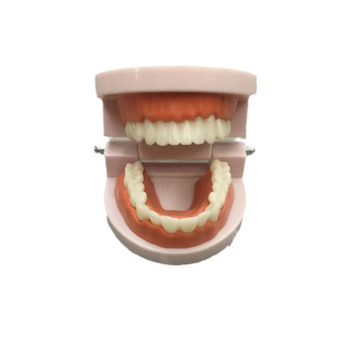 Tooth Standard Model Aesthetic Practice Tooth Model Kindergarten Tooth Brushing Teaching Model 1:1 Tooth Practice Model