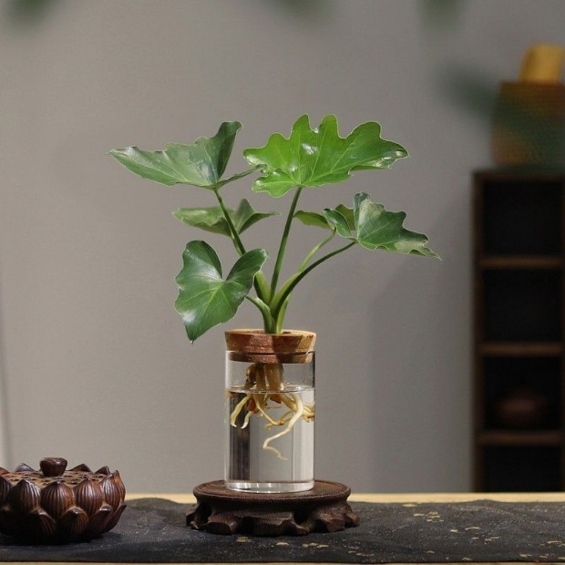 環境に優しい水耕植物ボトル - ペットガーデニング用品 - 土を使わずに屋内で植物を育てる透明な花瓶スタイル|undefined