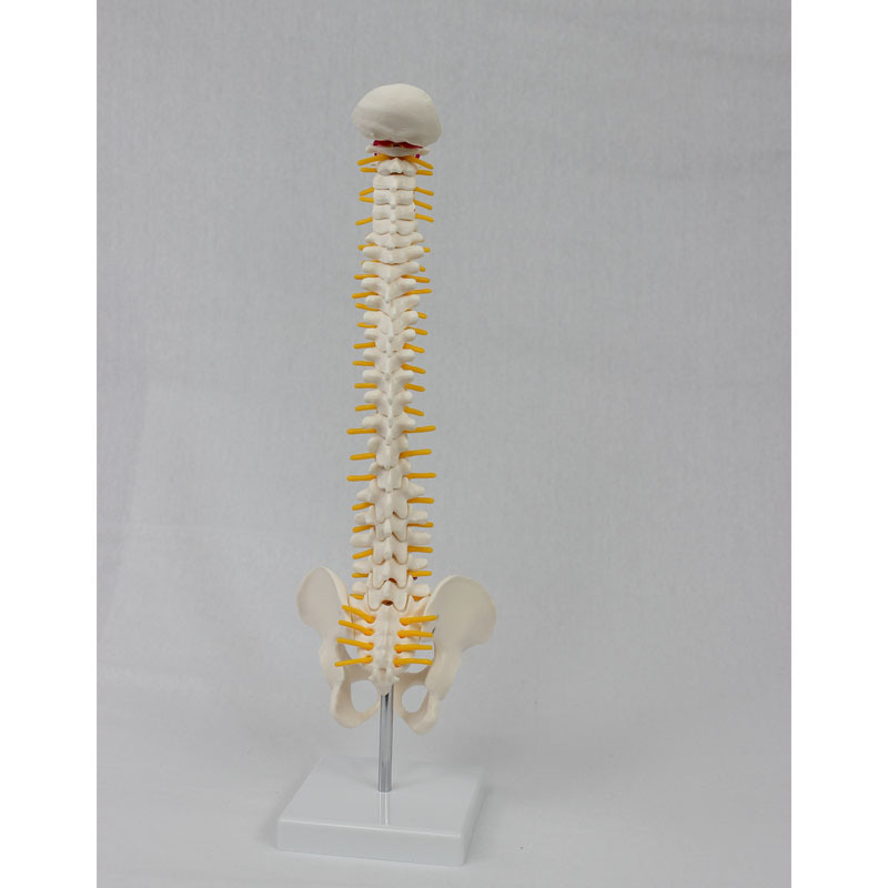 Medium Spine with Pelvis (Vertical) Model Human Skeleton Model Spine Model