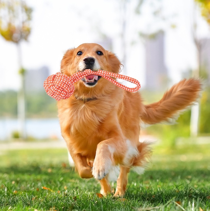 犬のおもちゃきしむぬいぐるみ犬のおもちゃ小型犬用インタラクティブ遊び時間耐久性のある咀嚼|undefined