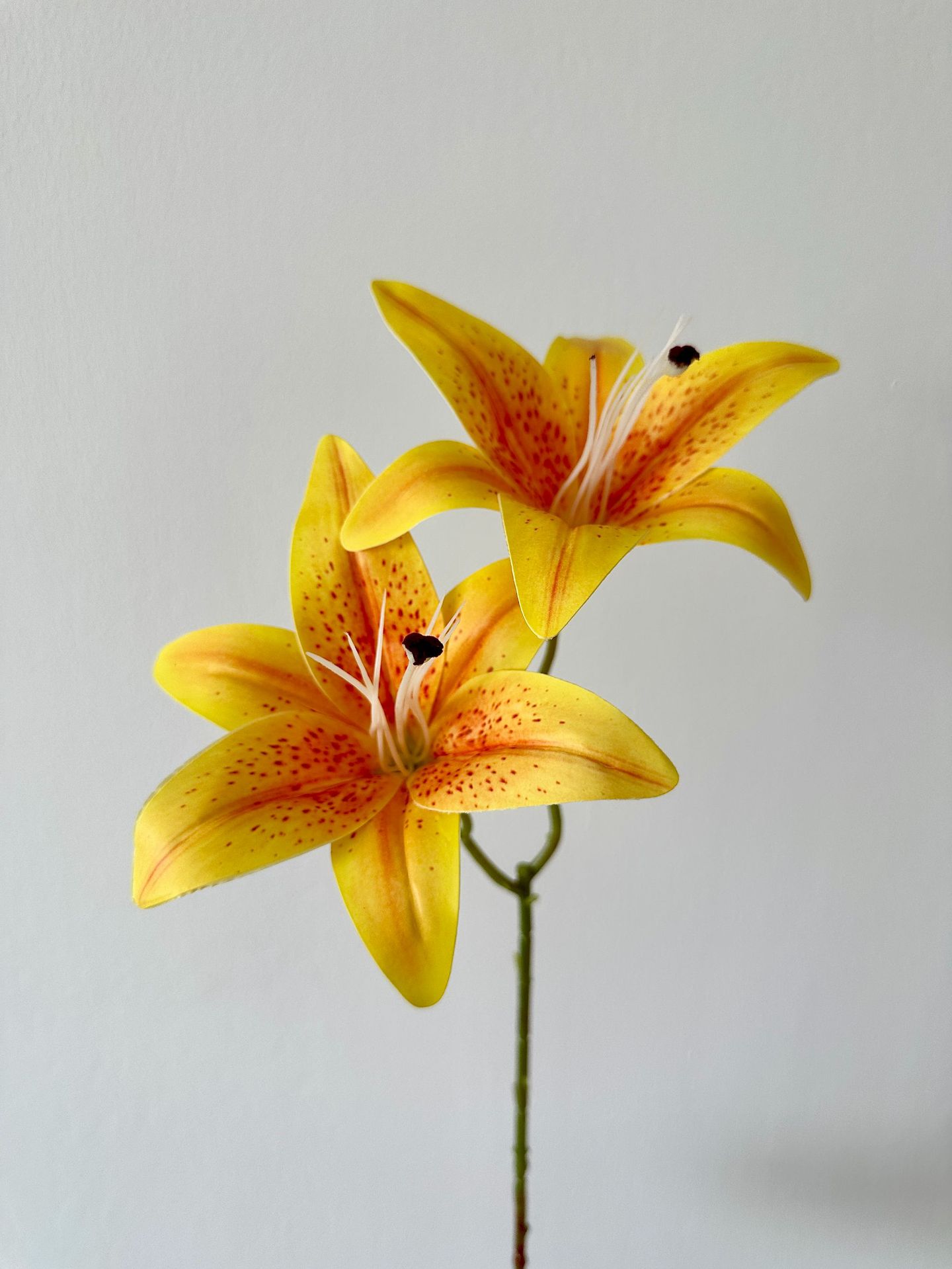 Yellow double-headed lily