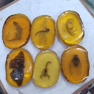 Amber beet wax real insect specimen artificial insect insect observation of lobsters scorpion Dragonfly lobster ornaments