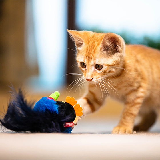 GiGwi is expensive for cat toys, mice, birds, bees, cats, pet supplies, dazzle prey