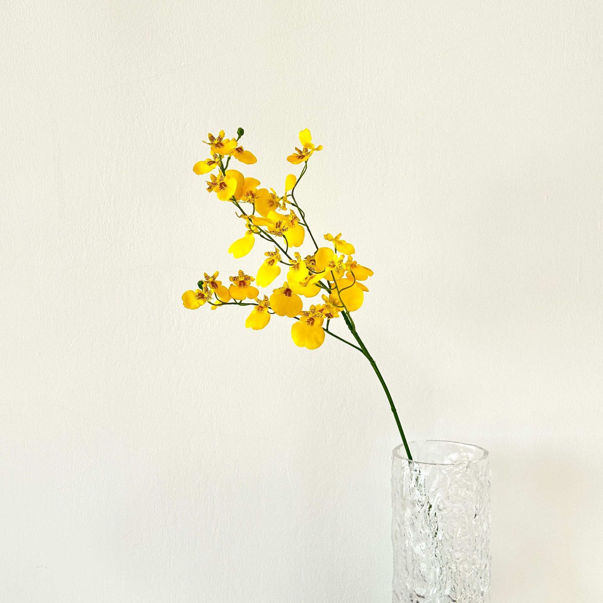Yellow peacock dancing orchid