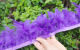 Deep Purple