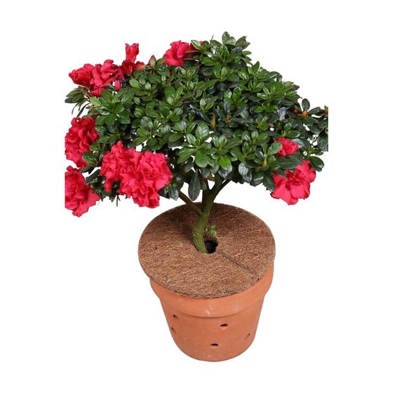 Coconut palm plant water retention anti-long grass coconut palm silk flat mat flowerpot bottom hole leak-proof soil mat factory direct supply