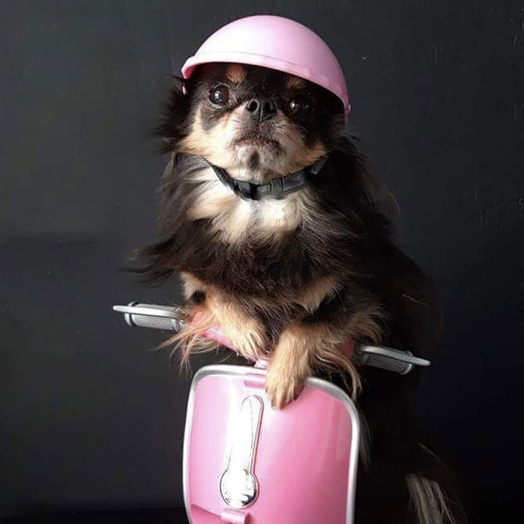 Pet Helmet New Motorcycle Helmet Dog Cat Accessories Pet Toy Hat Headwear Factory Outlet