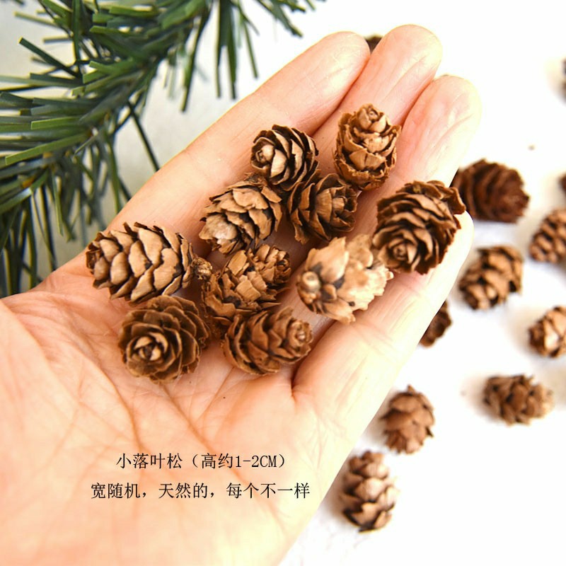 Larch Flower Small Pine Fruit Decoration Pine Tower Wild Children Handmade Creative Handmade diy Kindergarten Decoration Material