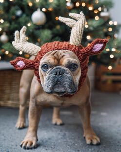 Spot autumn and winter elk warm windproof Halloween knitted method dog hat hot selling new pet headgear