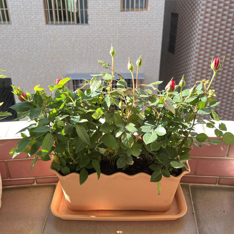 Factory Balcony Wavy Edge Rectangular Flower Pot Plastic Large Vegetable Pot Planting Groove Tulip Long Flower Box