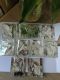 Bait 6 yuan 10 packs