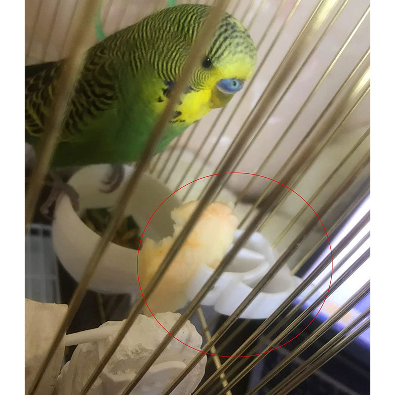 鳥用果物クリップオウム鳥食べ物クリップ野菜果物クリップイカ骨果物フォークスナッククリップ卸売りスポット|undefined