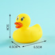 American duck