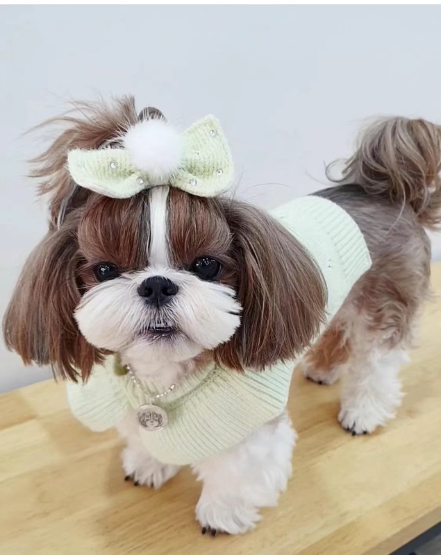 小型犬用犬服かわいいクマのデザインチワワ用パーカートレーナーその他の小型品種|undefined