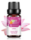 Single: lotus/lotus lotus 10ml