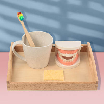 Montessori Teaching Aids Children's Brushing and Washing Set Early Education Educational Toys Dentures Dental Model Kindergarten Cognitive Teeth