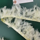 Single layer beige