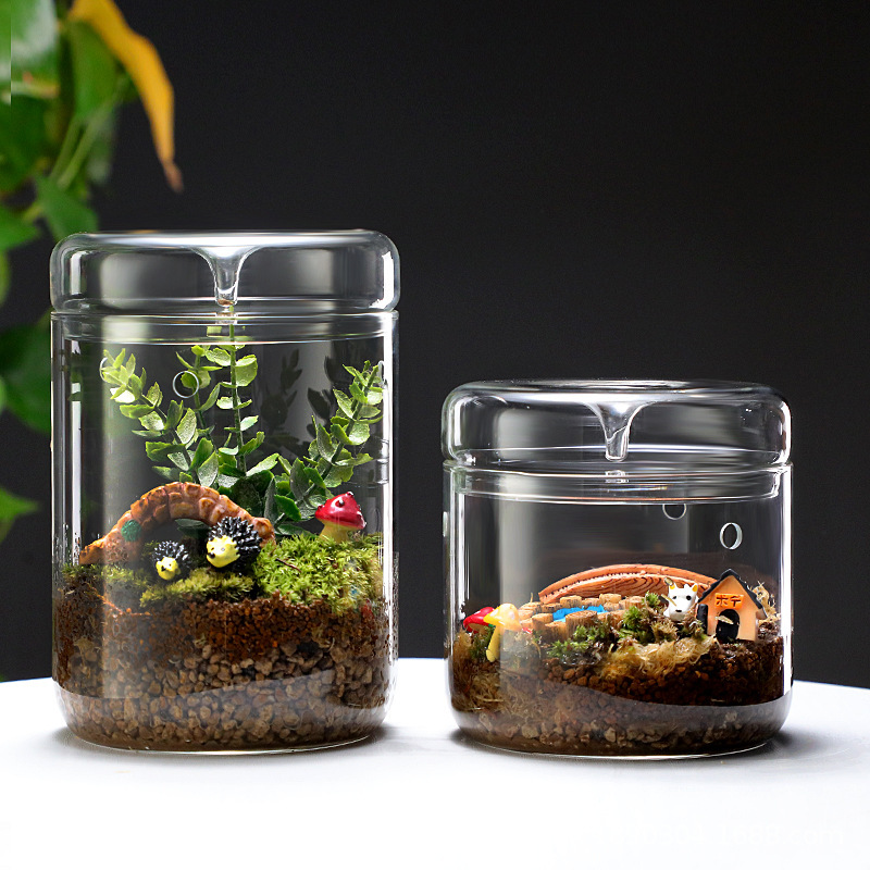 微景観ガラスカバー生態苔植物オフィス創意ミクロ鉢植え盆栽ガラスミニ露集カップ|undefined