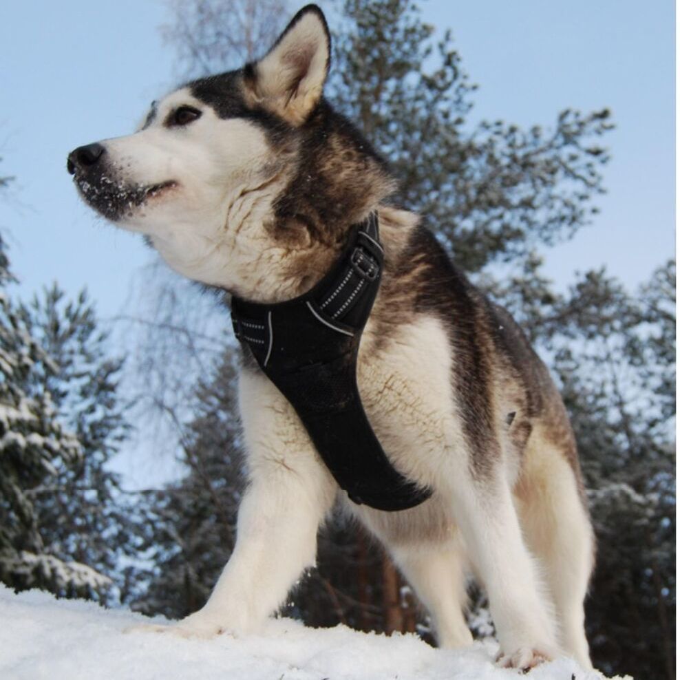 Amazon dog leash pet chest back nylon dog leash large dog chest strap pet supplies factory wholesale