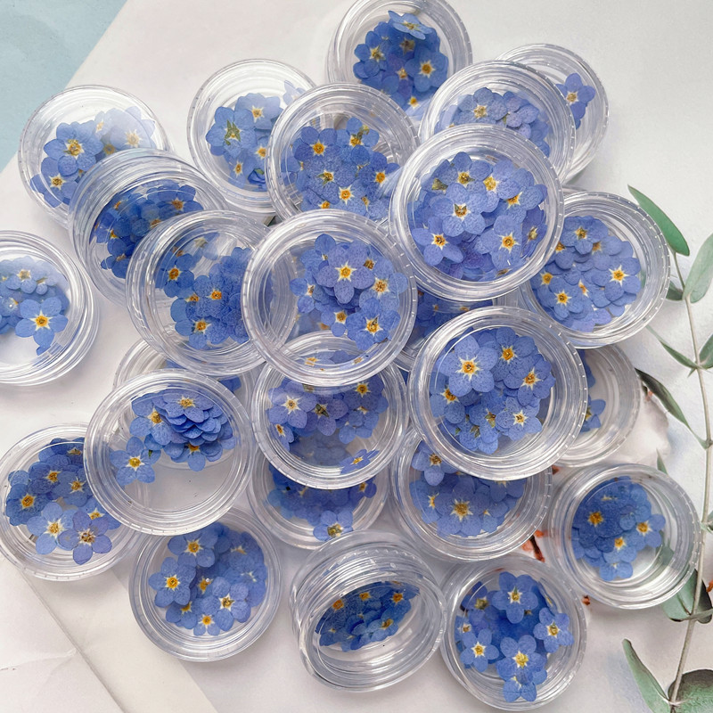 Mini Forget-Me-Not True Dried Flower Embroider Bag Plant Specimen ins Popular Nail Art Drop Glue Jewelry Flower DIY Material