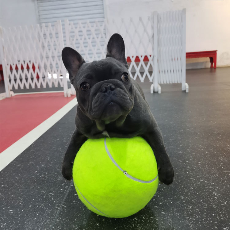 犬用おもちゃボールランチャー - 屋外遊び用インタラクティブ犬用おもちゃ - テニスボール付き 電池式ボールランチャー|undefined