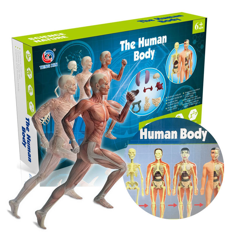 Early education Human body toy skeleton model set steam science education primary and secondary school students DIY assembled handmade toys