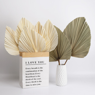 Original Color Palm Leaf ins Finished Flower Style Dried Fan Dried Flowers Simple Dried Fan Dried Flowers Creative Ornaments Wedding Props