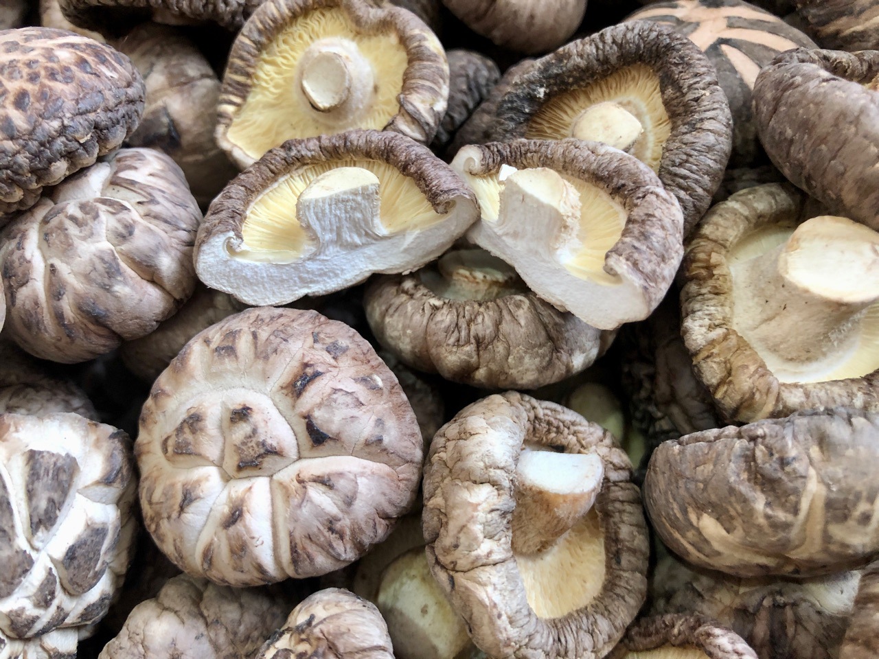 2023 new products dried mushroom dried mushroom thick dried mushroom origin wholesale first-hand supply large quantity in stock bulk